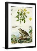 Jasmine and Short-Toed Eagle, 18th or 19th Century-Pedretti-Framed Giclee Print