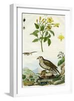 Jasmine and Short-Toed Eagle, 18th or 19th Century-Pedretti-Framed Giclee Print