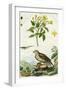 Jasmine and Short-Toed Eagle, 18th or 19th Century-Pedretti-Framed Giclee Print
