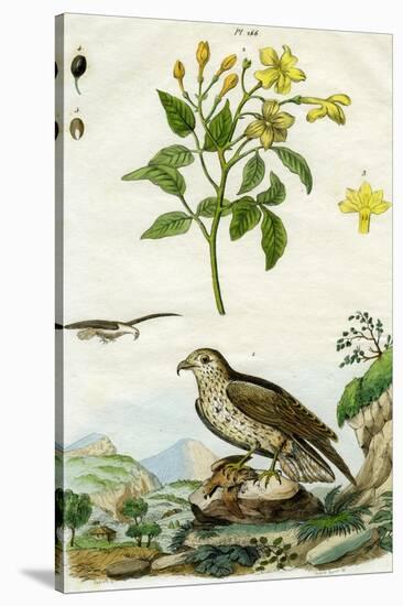 Jasmine and Short-Toed Eagle, 18th or 19th Century-Pedretti-Stretched Canvas