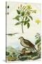 Jasmine and Short-Toed Eagle, 18th or 19th Century-Pedretti-Stretched Canvas