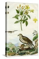 Jasmine and Short-Toed Eagle, 18th or 19th Century-Pedretti-Stretched Canvas