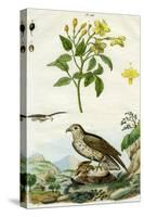 Jasmine and Short-Toed Eagle, 18th or 19th Century-Pedretti-Stretched Canvas