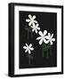 Jasmine Blackboard-Lisa Stickley-Framed Giclee Print