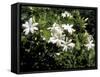 Jasmine Flowers in Bloom, Madagascar-Michele Molinari-Framed Stretched Canvas