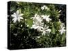 Jasmine Flowers in Bloom, Madagascar-Michele Molinari-Stretched Canvas