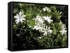 Jasmine Flowers in Bloom, Madagascar-Michele Molinari-Framed Stretched Canvas