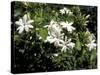 Jasmine Flowers in Bloom, Madagascar-Michele Molinari-Stretched Canvas