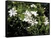 Jasmine Flowers in Bloom, Madagascar-Michele Molinari-Framed Stretched Canvas