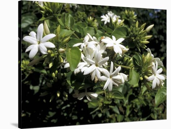 Jasmine Flowers in Bloom, Madagascar-Michele Molinari-Stretched Canvas