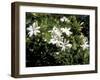 Jasmine Flowers in Bloom, Madagascar-Michele Molinari-Framed Premium Photographic Print