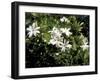 Jasmine Flowers in Bloom, Madagascar-Michele Molinari-Framed Premium Photographic Print