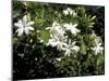 Jasmine Flowers in Bloom, Madagascar-Michele Molinari-Mounted Premium Photographic Print