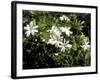 Jasmine Flowers in Bloom, Madagascar-Michele Molinari-Framed Photographic Print