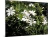 Jasmine Flowers in Bloom, Madagascar-Michele Molinari-Mounted Photographic Print