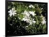 Jasmine Flowers in Bloom, Madagascar-Michele Molinari-Framed Photographic Print