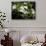 Jasmine Flowers in Bloom, Madagascar-Michele Molinari-Photographic Print displayed on a wall