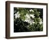 Jasmine Flowers in Bloom, Madagascar-Michele Molinari-Framed Photographic Print