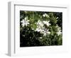 Jasmine Flowers in Bloom, Madagascar-Michele Molinari-Framed Photographic Print