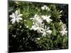 Jasmine Flowers in Bloom, Madagascar-Michele Molinari-Mounted Photographic Print