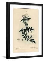 Jasmine, Jasminum Officinale. Handcoloured Stipple Engraving by Moret after an Illustration by Pier-Pierre-Joseph Redouté-Framed Giclee Print