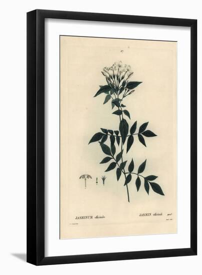 Jasmine, Jasminum Officinale. Handcoloured Stipple Engraving by Moret after an Illustration by Pier-Pierre-Joseph Redouté-Framed Giclee Print