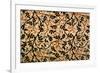 Jasmine Trail Curtain Design, 1868-70 (Printed Cotton)-William Morris-Framed Giclee Print