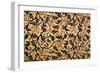 Jasmine Trail Curtain Design, 1868-70 (Printed Cotton)-William Morris-Framed Giclee Print