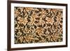 Jasmine Trail Curtain Design, 1868-70 (Printed Cotton)-William Morris-Framed Premium Giclee Print