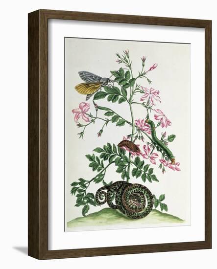 Jasmine with Snake, Moth, Caterpiller and Chrysalis, Plate 46 from `Over de Voorteeling', 1730-Maria Sibylla Graff Merian-Framed Giclee Print