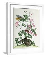 Jasmine with Snake, Moth, Caterpiller and Chrysalis, Plate 46 from `Over de Voorteeling', 1730-Maria Sibylla Graff Merian-Framed Giclee Print