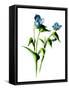 Framed Canvas