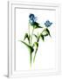 Gramercy White
