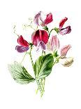 Campanulas Purple Flower-Jasmine Woods-Art Print