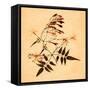 Jasmine-Graeme Harris-Framed Stretched Canvas