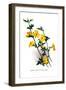 Jasminum Primulinum-H.g. Moon-Framed Art Print