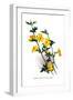 Jasminum Primulinum-H.g. Moon-Framed Art Print