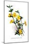 Jasminum Primulinum-H.g. Moon-Mounted Art Print