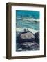 Jasmund National Park, coast, sea, beach, stones,-Mandy Stegen-Framed Photographic Print