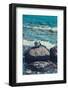 Jasmund National Park, coast, sea, beach, stones,-Mandy Stegen-Framed Photographic Print