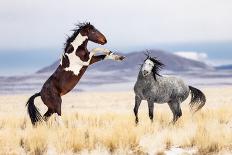 Wild Horses-Jason Hutchison-Laminated Photographic Print