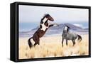 Canvas Black