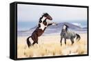 Canvas Black