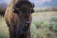 A Bison on the Antelope Flats of Grand Teton National Park, Wyoming-Jason J. Hatfield-Photographic Print