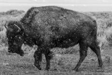 A Bison on the Antelope Flats of Grand Teton National Park, Wyoming-Jason J. Hatfield-Photographic Print