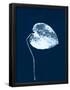 Essential Black