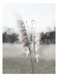 Ethereal Pampas IV-Jason Johnson-Stretched Canvas