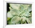 Gramercy White