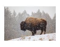 Bison in Snow-Jason Savage-Art Print