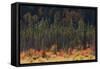 Jasper National Park, Autumn Boreal Forest-Ken Archer-Framed Stretched Canvas